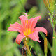 HEMEROCALLIS 'Pink Damask'