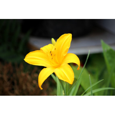 HEMEROCALLIS \'Stella De Oro\'