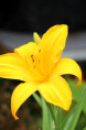 HEMEROCALLIS 'Stella De Oro'