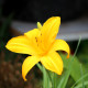 HEMEROCALLIS 'Stella De Oro'