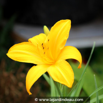 HEMEROCALLIS &#039;Stella De Oro&#039;