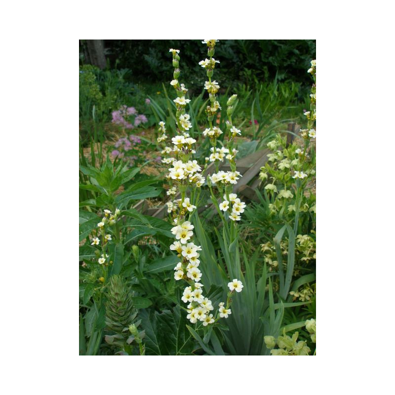 SISYRINCHIUM striatum