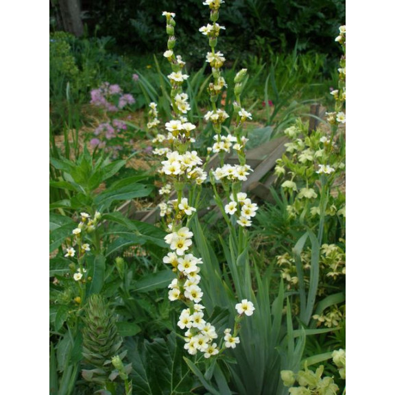 SISYRINCHIUM striatum