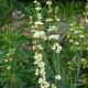 SISYRINCHIUM striatum