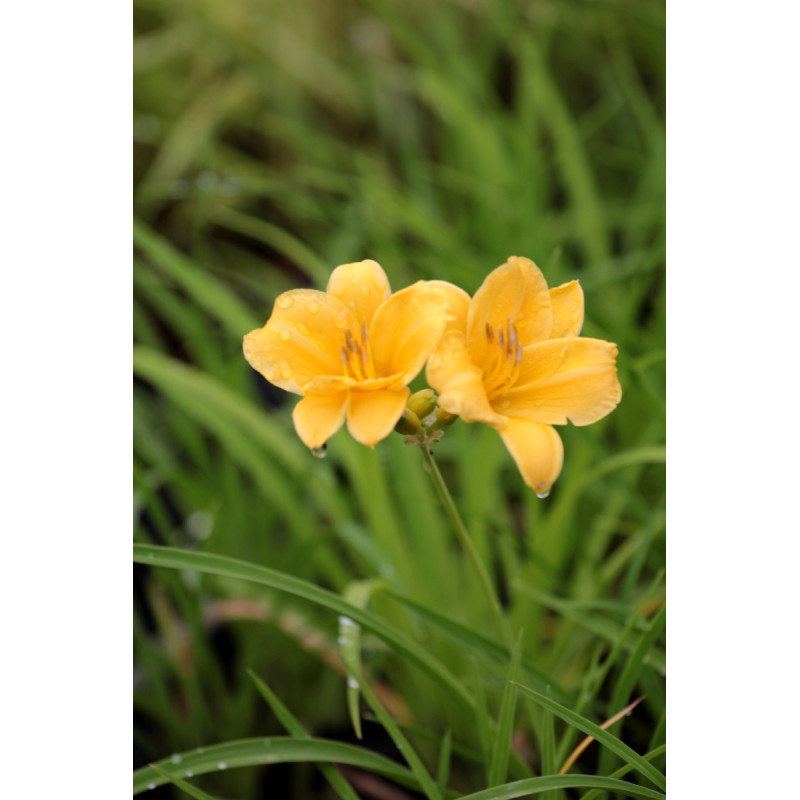 HEMEROCALLIS 'Stella De Oro'