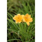 HEMEROCALLIS 'Stella De Oro'