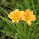 HEMEROCALLIS 'Stella De Oro'