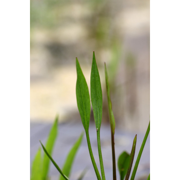 ALISMA lanceolatum