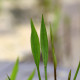 ALISMA lanceolatum