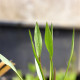 ALISMA lanceolatum