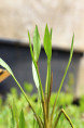 ALISMA lanceolatum