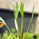 ALISMA lanceolatum