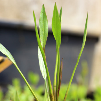 ALISMA lanceolatum