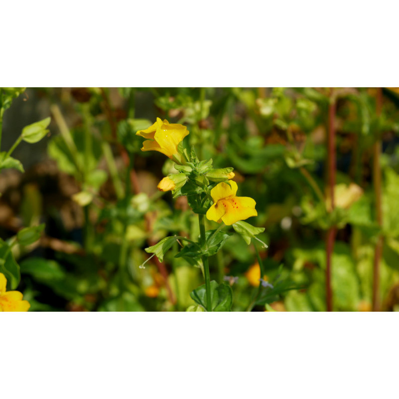 MIMULUS luteus MIMULUS luteus