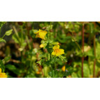 MIMULUS luteus MIMULUS luteus