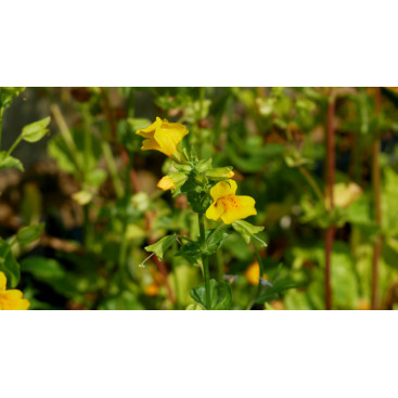 MIMULUS luteus