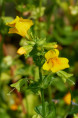 MIMULUS luteus