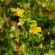 MIMULUS luteus