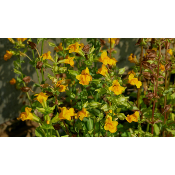 MIMULUS luteus