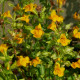 MIMULUS luteus