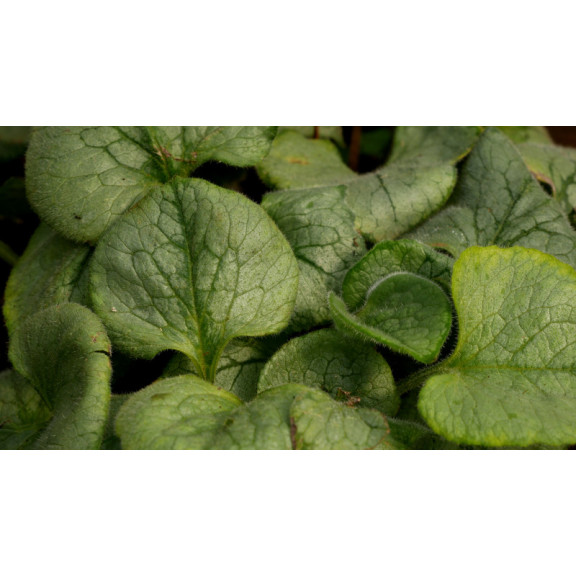 BRUNNERA macrophylla 'Looking Glass'