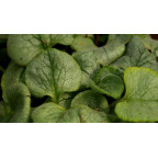 BRUNNERA macrophylla 'Looking Glass'