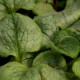 BRUNNERA macrophylla 'Looking Glass'