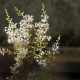 ASTILBE glaberrima