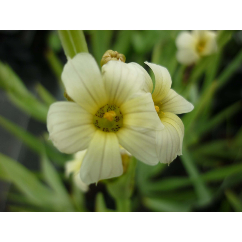 SISYRINCHIUM striatum