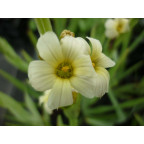 SISYRINCHIUM striatum