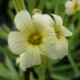 SISYRINCHIUM striatum