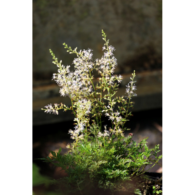 ASTILBE glaberrima