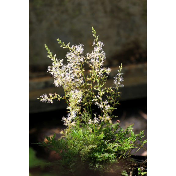 ASTILBE glaberrima