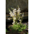 ASTILBE glaberrima