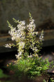 ASTILBE glaberrima