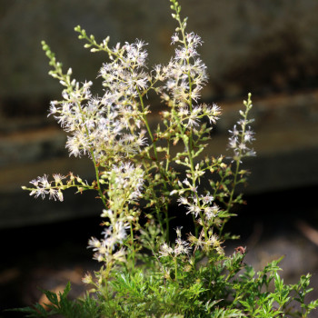 ASTILBE glaberrima