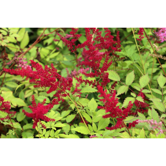ASTILBE x arendsii 'Gl&uuml;t'