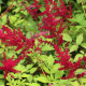 ASTILBE x arendsii 'Glüt'