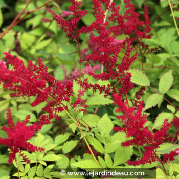 ASTILBE x arendsii &#039;Glüt&#039;