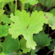 BOYKINIA aconitifolia
