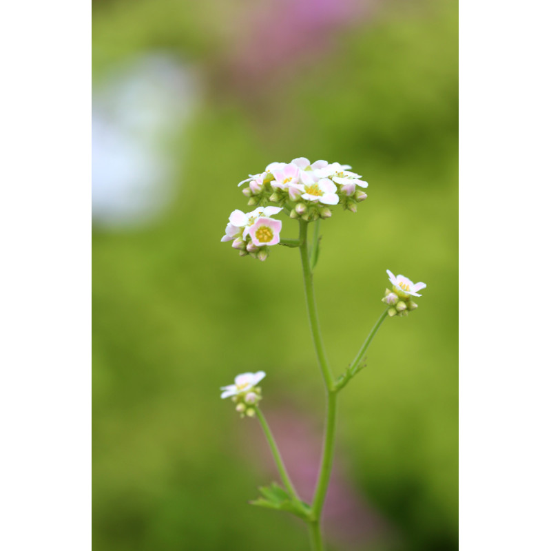 BOYKINIA aconitifolia