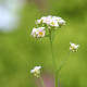 BOYKINIA aconitifolia
