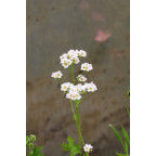 BOYKINIA aconitifolia
