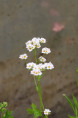 BOYKINIA aconitifolia