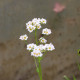 BOYKINIA aconitifolia