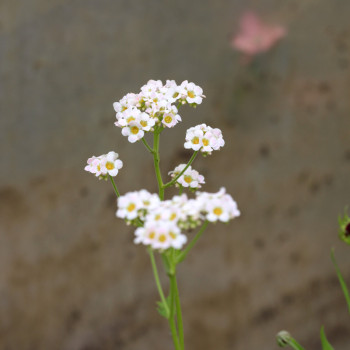 BOYKINIA aconitifolia