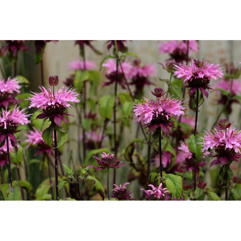 MONARDA 'Croftway Pink' MONARDA 'Croftway Pink'