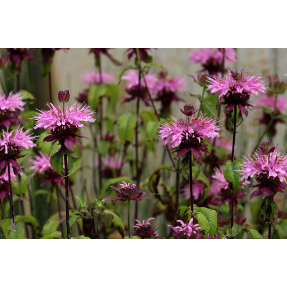 MONARDA 'Croftway Pink'