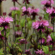 MONARDA 'Croftway Pink'