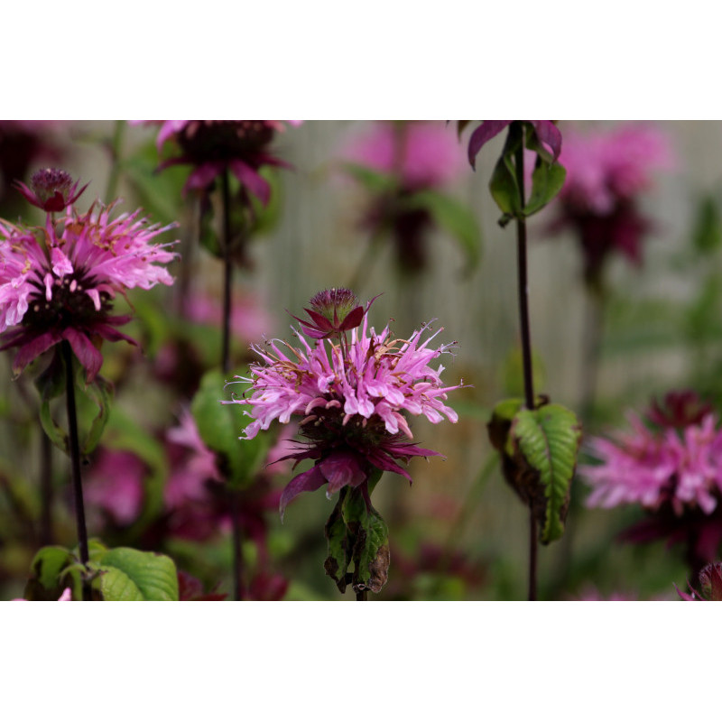 MONARDA 'Croftway Pink' MONARDA 'Croftway Pink'